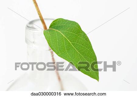 Stock Photograph - Leaf and glass bottle, close-up. Fotosearch