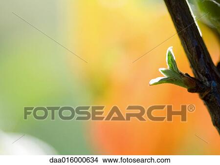 Leaf bud View Large Photo Image Picture - Leaf bud. Fotosearch