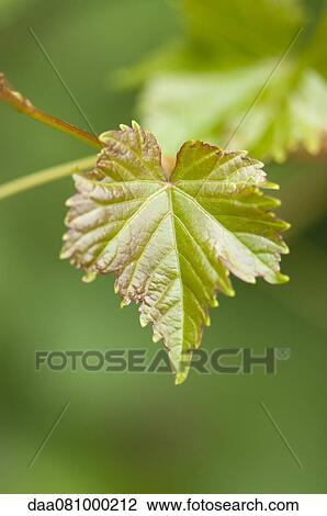 Stock Image - Leaf, close-up. Fotosearch
