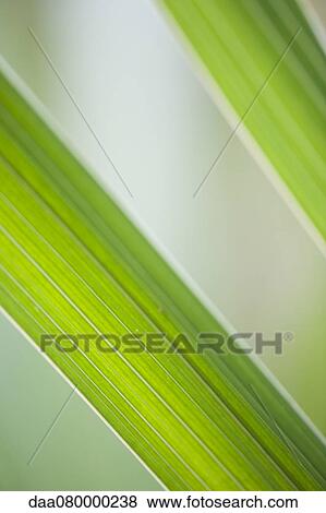 Stock Photo - Leaf, close-up. Fotosearch