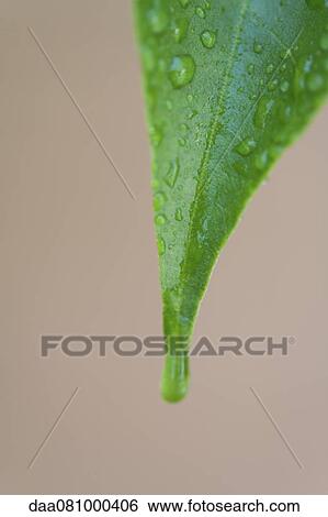 Leaf covered in water droplets View Large Photo Image Stock Photograph - Leaf covered in water droplets. Fotosearch