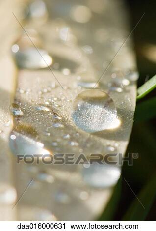 Leaf covered with drops of water View Large Photo Image Stock Image - Leaf covered with drops of water. Fotosearch