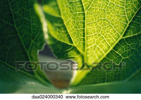 Stock Image - Leaf, extreme close-up. Fotosearch