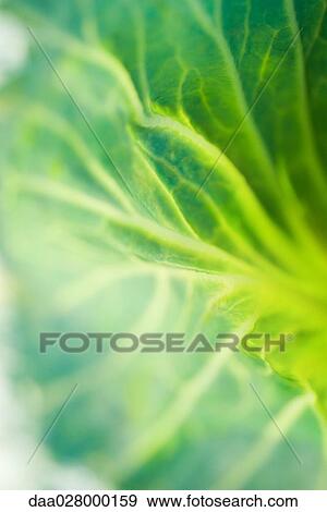 Stock Photo - Leaf, extreme close-up. Fotosearch