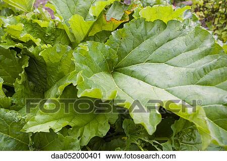Stock Image - Leaf of garden plant. Fotosearch