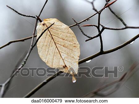 Leaf on tree, dripping View Large Photo Image Stock Photo - Leaf on tree, dripping. Fotosearch
