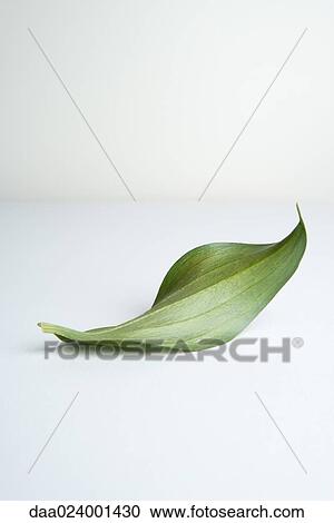 Leaf on white background View Large Photo Image Stock Image - Leaf on white background. Fotosearch