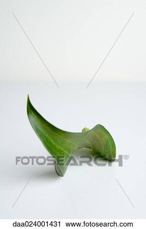 Leaf on white background View Large Photo Image Stock Image - Leaf on white background. Fotosearch