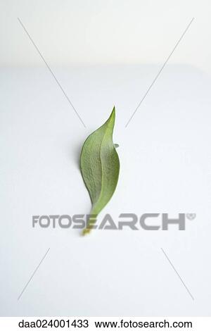 Leaf on white background View Large Photo Image Stock Image - Leaf on white background. Fotosearch