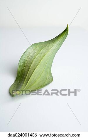 Stock Photography - Leaf on white background. Fotosearch