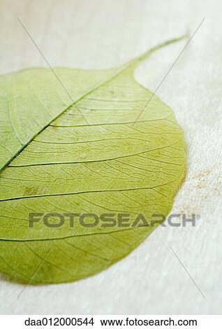 Picture - Leaf. Fotosearch