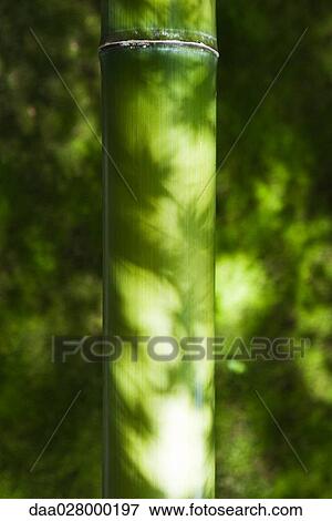 Leaf shadows on bamboo View Large Photo Image Stock Photo - Leaf shadows on bamboo. Fotosearch