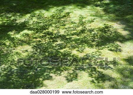 Leaf shadows on grass View Large Photo Image Stock Photo - Leaf shadows on grass. Fotosearch