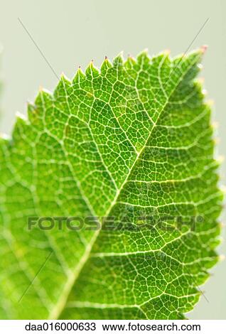 Leaf View Large Photo Image Stock Image - Leaf. Fotosearch