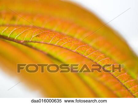 Leaf View Large Photo Image Stock Photography - Leaf. Fotosearch