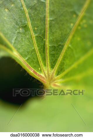 Stock Photo - Leaf veins, extreme close-up. Fotosearch