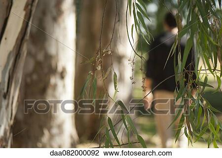Leafy branches View Large Photo Image Stock Image - Leafy branches. Fotosearch