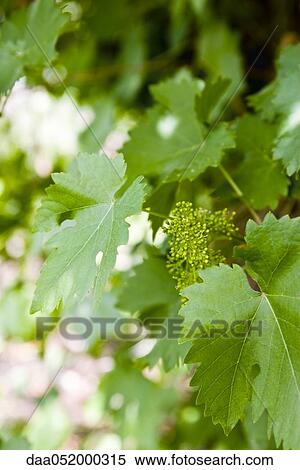 Stock Photography - Leafy grapevines. Fotosearch