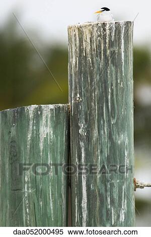 Stock Photography - Least Tern (Sternula antillarum) resting on wooden post. Fotosearch