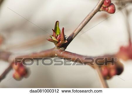Leaves budding on branch View Large Photo Image Stock Image - Leaves budding on branch. Fotosearch