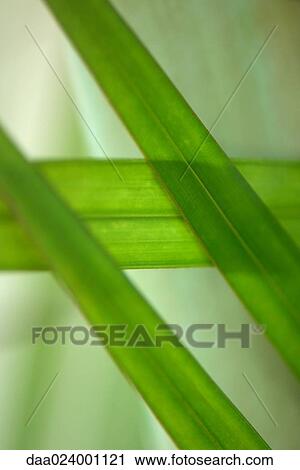 Stock Image - Leaves, close-up. Fotosearch