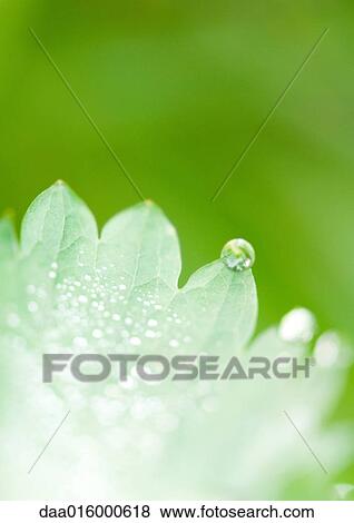 Leaves covered with drops of water View Large Photo Image Stock Photo - Leaves covered with drops of water. Fotosearch