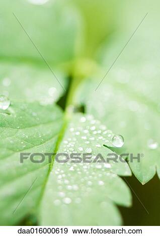 Leaves covered with drops of water View Large Photo Image Stock Photo - Leaves covered with drops of water. Fotosearch