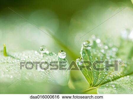 Stock Photograph - Leaves covered with drops of water. Fotosearch