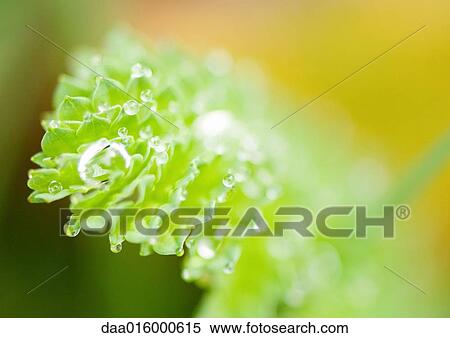 Leaves covered with drops of water View Large Photo Image Stock Photography - Leaves covered with drops of water. Fotosearch