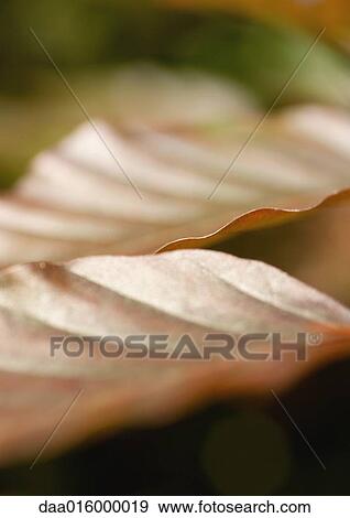 Leaves, extreme close-up View Large Photo Image Stock Photo - Leaves, extreme close-up. Fotosearch