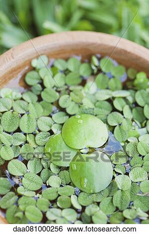 Leaves floating in bowl, close-up View Large Photo Image Stock Photograph - Leaves floating in bowl, close-up. Fotosearch