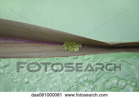 Leaves floating on water, covered in water droplets View Large Photo Image Stock Image - Leaves floating on water, covered in water droplets. Fotosearch