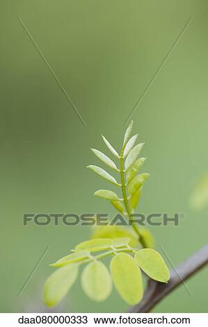 Leaves growing on acacia branch View Large Photo Image Stock Image - Leaves growing on acacia branch. Fotosearch