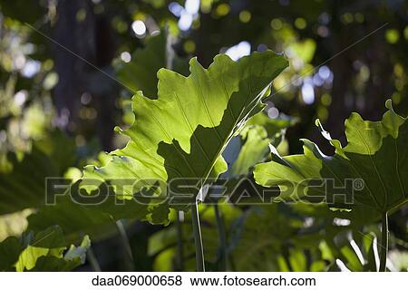 Leaves, low angle view View Large Photo Image Stock Photo - Leaves, low angle view. Fotosearch