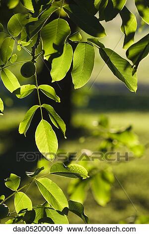 Leaves of walnut tree View Large Photo Image Stock Photo - Leaves of walnut tree. Fotosearch
