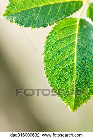 Stock Image - Leaves. Fotosearch