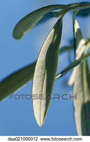 Leaves View Large Photo Image Stock Image - Leaves. Fotosearch