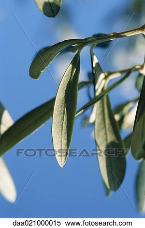 Leaves View Large Photo Image Stock Photography - Leaves. Fotosearch