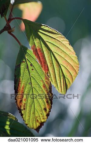 Stock Photography - Leaves turning red, close-up. Fotosearch