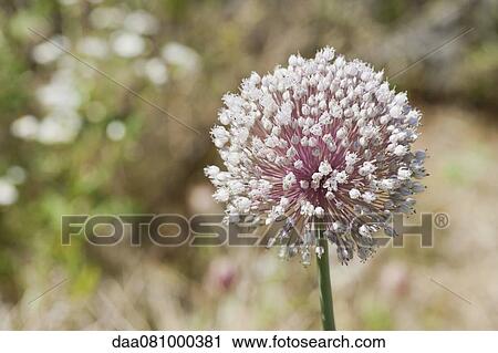 Leek flower (allium) View Large Photo Image Stock Image - Leek flower (allium). Fotosearch