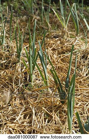 Leeks growing View Large Photo Image Stock Photo - Leeks growing. Fotosearch