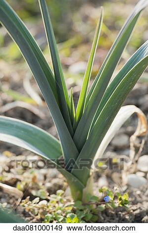 Stock Photo - Leeks growing. Fotosearch