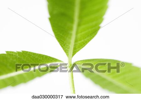 Lemon verbena, close-up View Large Photo Image Stock Photo - Lemon verbena, close-up. Fotosearch