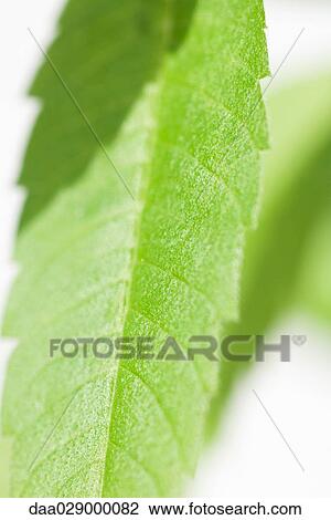 Stock Image - Lemon verbena leaf, extreme close-up. Fotosearch