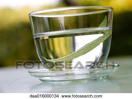 Picture - Lemon verbena leaf steeping in glass of water. Fotosearch
