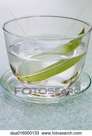 Stock Image - Lemon verbena leaf steeping in glass of water. Fotosearch