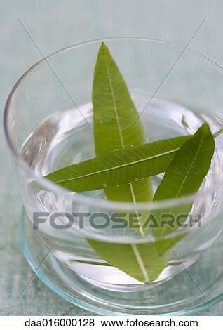 Stock Photo - Lemon verbena leaves steeping in glass of water. Fotosearch