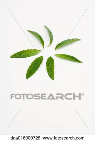 Lemon verbena leaves View Large Photo Image Stock Photo - Lemon verbena leaves. Fotosearch