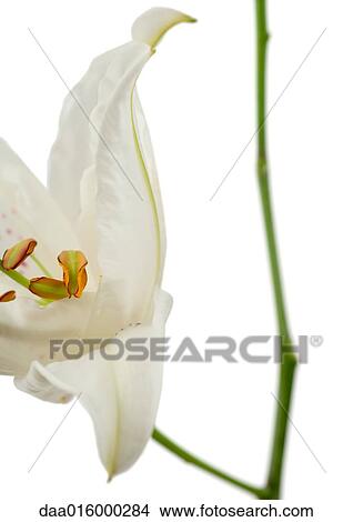 Picture - Lily, close-up. Fotosearch