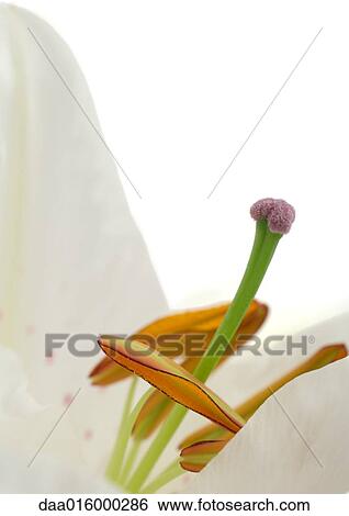Lily, close-up View Large Photo Image Stock Photograph - Lily, close-up. Fotosearch